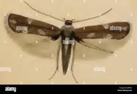 Attēlu rezultāti vaicājumam “Elachistidae”