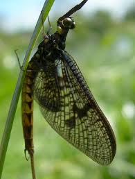 Attēlu rezultāti vaicājumam “Ephemera vulgata”