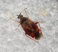 Attēlu rezultāti vaicājumam “Psallus sp. imago”