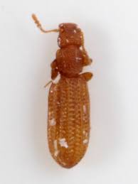 Attēlu rezultāti vaicājumam “Dienerella elongata”