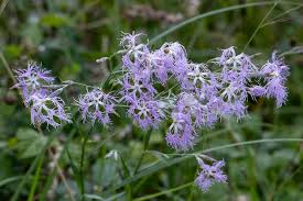 Image result for Dianthus superbus