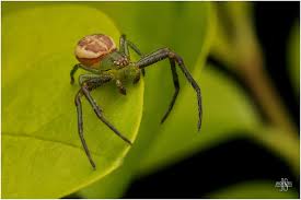 Attēlu rezultāti vaicājumam “Diaea dorsata male”