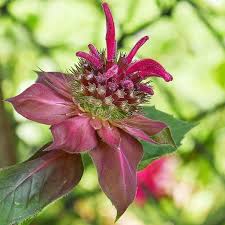 Image result for Monarda didyma