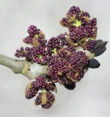 Attēlu rezultāti vaicājumam “Fraxinus excelsior Pendula female flower”