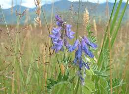 Attēlu rezultāti vaicājumam “Vicia cracca flower”