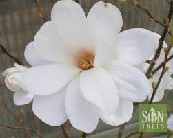 Attēlu rezultāti vaicājumam “Magnolia x loebneri flower”