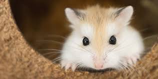 Image result for хомек