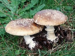 Attēlu rezultāti vaicājumam “Amanita pantherina”