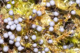 Attēlu rezultāti vaicājumam “Willkommlangea reticulata macro”