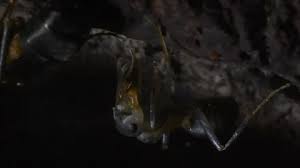 Attēlu rezultāti vaicājumam “Formica rufa pupa”