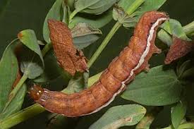 Attēlu rezultāti vaicājumam “Actinotia polyodon”