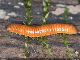 Attēlu rezultāti vaicājumam “Polyzonium germanicum”