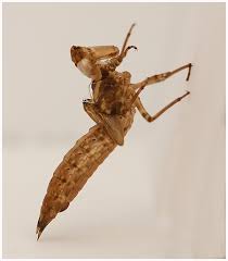 Attēlu rezultāti vaicājumam “Aeshna grandis”