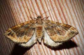 Attēlu rezultāti vaicājumam “Pelurga comitata”