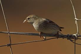 Image result for Passer hispaniolensis