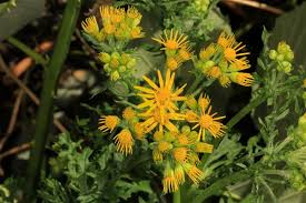 Attēlu rezultāti vaicājumam “Jacobaea vulgaris”