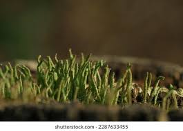 Attēlu rezultāti vaicājumam “Cladonia coniocraea”