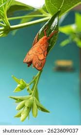 Attēlu rezultāti vaicājumam “Miltochrista miniata”