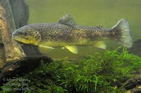 Image result for Salmo trutta trutta