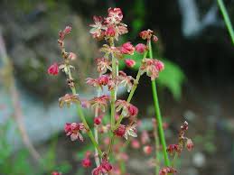 Attēlu rezultāti vaicājumam “Rumex acetosa flower”