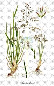 Attēlu rezultāti vaicājumam “Poa pratensis fruit”