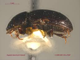 Attēlu rezultāti vaicājumam “Aegialia arenaria”