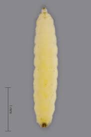 Attēlu rezultāti vaicājumam “Contarinia petioli”