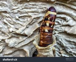 Attēlu rezultāti vaicājumam “Psychidae”