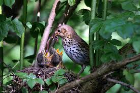 Attēlu rezultāti vaicājumam “Turdus philomelos nest”