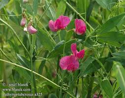 Attēlu rezultāti vaicājumam “Lathyrus tuberosus”