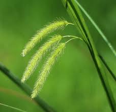 Attēlu rezultāti vaicājumam “Carex pseudocyperus female flower”