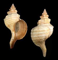 Image result for Triplofusus giganteus