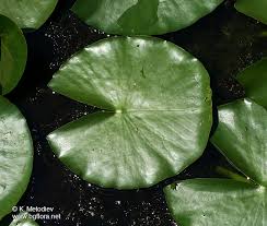 Attēlu rezultāti vaicājumam “Nymphaea alba leaf”