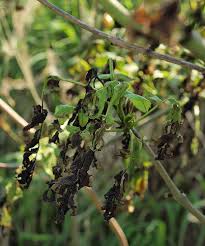 Attēlu rezultāti vaicājumam “Hymenoscyphus fraxineus”