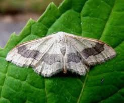 Attēlu rezultāti vaicājumam “Idaea aversata”