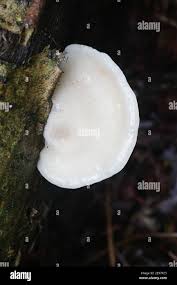 Attēlu rezultāti vaicājumam “Tyromyces chioneus”