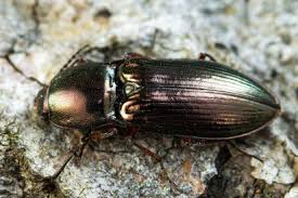 Attēlu rezultāti vaicājumam “Selatosomus aeneus”