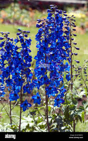 Image result for Rittersporn