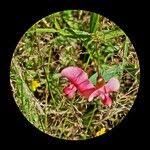 Attēlu rezultāti vaicājumam “Lathyrus sylvestris fruit”