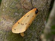 Attēlu rezultāti vaicājumam “Setina irrorella”