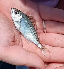 Image result for Pagellus bogaraveo