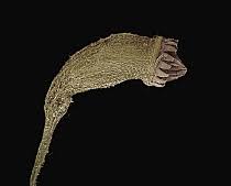 Attēlu rezultāti vaicājumam “Trichia ambigua spores”