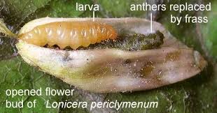 Attēlu rezultāti vaicājumam “Gynaephora selenitica larva”