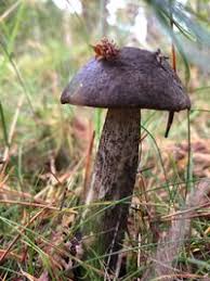 Attēlu rezultāti vaicājumam “Leccinum melaneum”