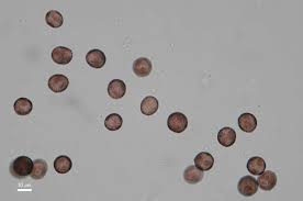 Attēlu rezultāti vaicājumam “Physarum penetrale macro”