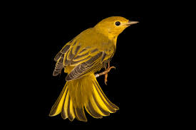 Image result for Dendroica petechia