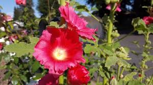 Attēlu rezultāti vaicājumam “Alcea rosea flower”