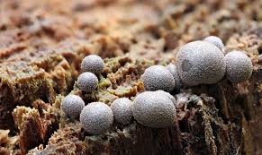 Attēlu rezultāti vaicājumam “Lycogala cf. oleocrystalliferum spores”