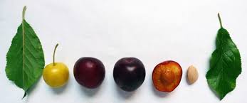 Attēlu rezultāti vaicājumam “Prunus cerasifera fruit”