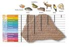Evolution and the Fossil Record by John Pojeta, Jr. and Dale A